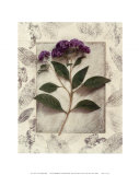 Heliotrope Poster by Julie Nightingale