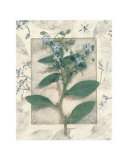 Borage Print by Julie Nightingale
