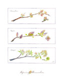 Spring Branches Prints by Robbin Gourley Spring Branches Prints by Robbin Gourley