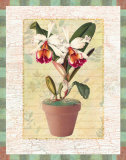 Cattleya en pot Affiche par Walter Robertson