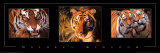 La nature et ses royaumes - Tigres Affiches