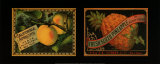 Fruit Duet Prints Fruit Duet Prints