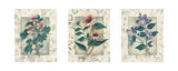 Healing Herbs, Panel II Posters by Julie Nightingale