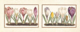 Crocuses Posters