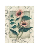 Echinacea Posters by Julie Nightingale