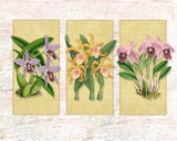 Tropical Orchid II Prints by Walter Robertson