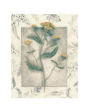 Yarrow Prints by Julie Nightingale