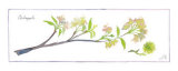 Crabapple Branch Posters by Robbin Gourley