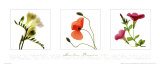 Garden Flowers 2 プリント