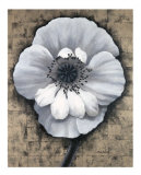 Poppy Love II Prints by Tan Chun Poppy Love II Prints by Tan Chun