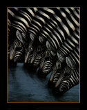 Zebra's Watering Hole Prints by Dexter Griffin