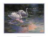 Cygnes et chute d'eau Poster par T. C. Chiu