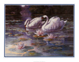 Swans and Bridge Prints by T. C. Chiu