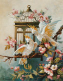 Cockatoo and Blossoms Prints by Maxine Johnston