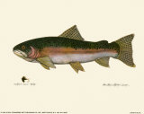 Steelhead Trout Prints by Teri Renee Blehm