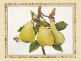 Antique Pears Prints