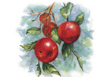 Four Apples on a Branch Posters by Peggy Thatch Sibley