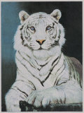 Majestic Tiger Pósters por Sonia Gil Torres Majestic Tiger Pósters por Sonia Gil Torres