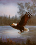 Águila pescando Láminas por M. Caroselli Águila pescando Láminas por M. Caroselli