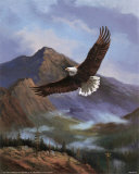 Eagle Gliding Prints by M. Caroselli