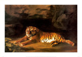 Portrait of the Royal Tiger Posters by George Stubbs