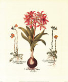 Botanical IV Plakat av Basilius Besler Botanical IV Plakat av Basilius Besler