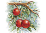 Three Apples on a Branch Posters by Peggy Thatch Sibley