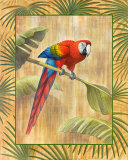 Scarlet Macaw Prints