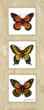 Monarch Butterflies Poster by Peggy Thatch Sibley