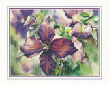 Clemátide violeta Pósters por Peggy Thatch Sibley Clemátide violeta Pósters por Peggy Thatch Sibley