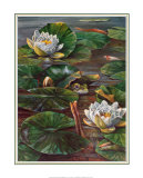 Frog in Lily Pond Prints by Durgin 