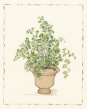 Green Plant in a Clay Pot Prints by Cappello 
