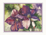 Flor de clematis Láminas por Peggy Thatch Sibley Flor de clematis Láminas por Peggy Thatch Sibley