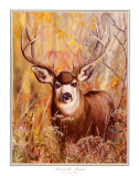 Buck in Forest Prints by Michelle Mara Buck in Forest Prints by Michelle Mara