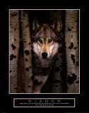 Loup gris Affiche