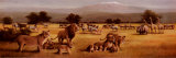 Lion Savanne Arte por T. C. Chiu Lion Savanne Arte por T. C. Chiu