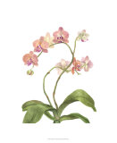 Orchid Study IV Limited Edition by Pamela Shirley Orchid Study IV Limited Edition by Pamela Shirley
