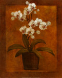 Vaso con orchidea Stampe di T. C. Chiu