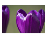 Purple crocus flower abstract Photographic Print by Abby Rex