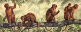 Monkey Time I Affiches
