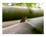 Bamboo Lizard Photographic Print by Onj 