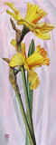 Two Yellow Daffodils Prints by Maya Nishiyama Two Yellow Daffodils Prints by Maya Nishiyama