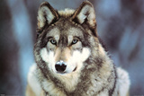 WWF - Grauer Wolf Foto
