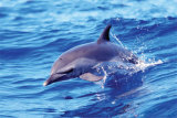 Dolphin (Solo) Posters