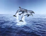 Dolphin Trio - Reprodüksiyon