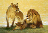 Leones Láminas por Joaquin Moragues