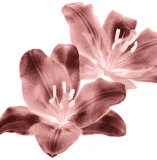 Lys rouges Art par Dick & Diane Stefanich