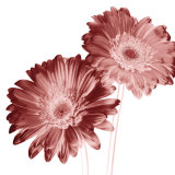 Red Daisies Print by Dick & Diane Stefanich