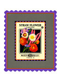 Strawflower Seed Pack Giclee Print