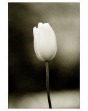 Early Morning Tulip Giclee Print by Jerry Koontz